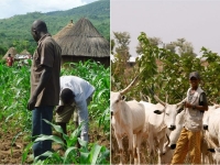 Farmers and Herdsmen 